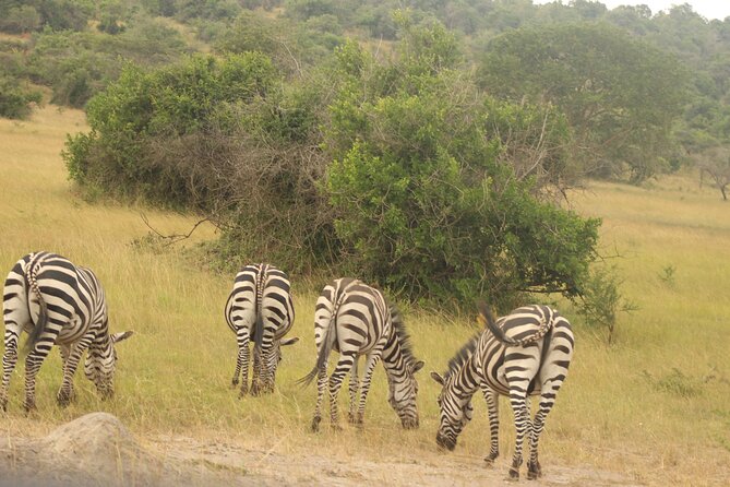 2 Day Lake Mburo National Park Wildlife Safari - Meeting Point and Pickup Details