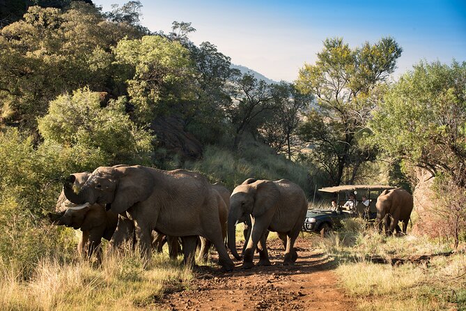 2 Day Pilanesberg Camping Safari - Meals and Dining