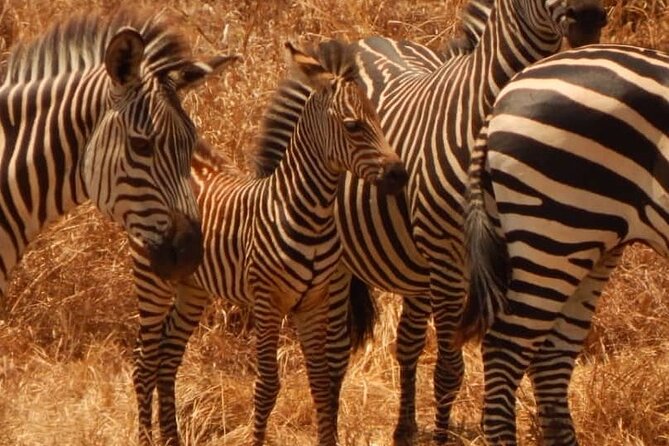 2-Day Private Mikumi National Park Tour From Dar Es Salaam - Accommodation Options