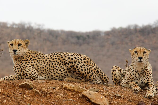 2-Day Sublime Safari to Tarangire and Ngorongoro Safari - Traveling With Kanje Grand Tours