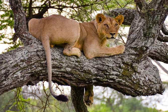 2 Day: Tarangire and Ngorongoro Crater - Pickup and Meeting Options
