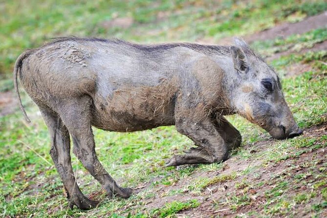 2-Day Wildlife Safari in Lake Mburo National Park - Meeting and Pickup Details