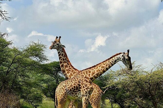 2 Days 1 Night Mikumi National Park: a Perfect Private Safari - Pricing and Cancellation Policy
