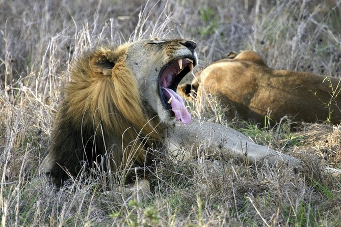 2 Days/ 1 Night Mikumi Tanzania National Park Safari - Accommodation Options