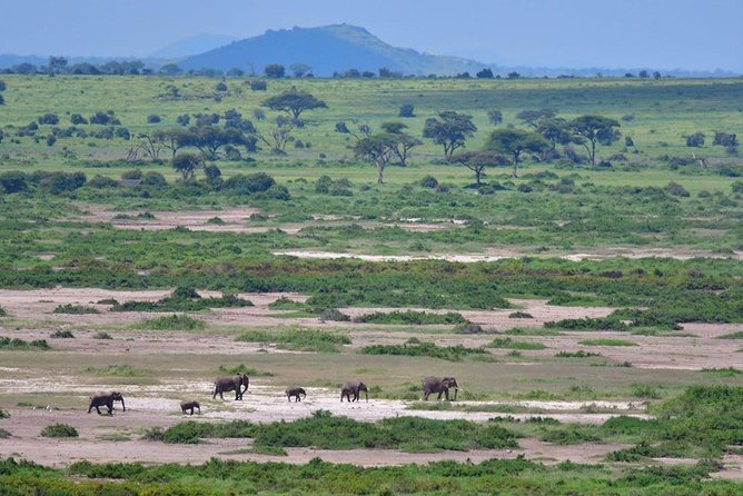 2 Days Amboseli Private Safari - Maasai Village Visit