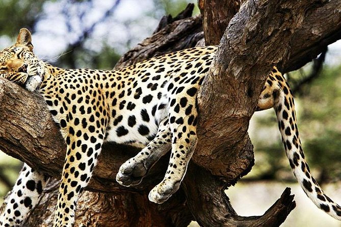 2 Days Masai Mara Private Safari From Nairobi - Exploring Masai Mara National Reserve