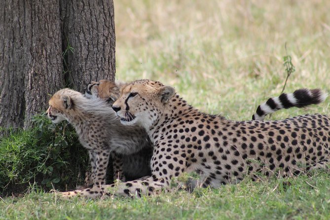 2 Days Masai Mara Safari - Daily Itinerary