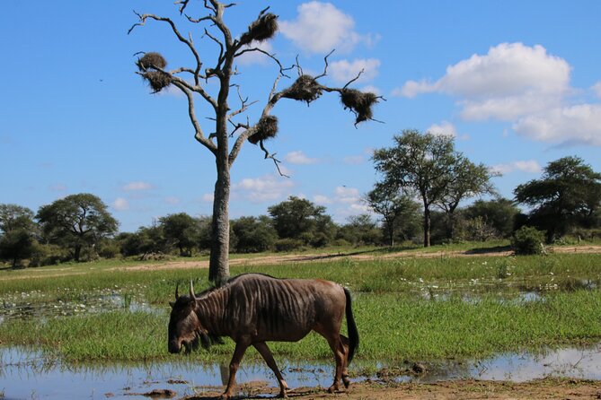 2 Days Pilanesberg National Park Luxury Safari - Dining and Culinary Experiences