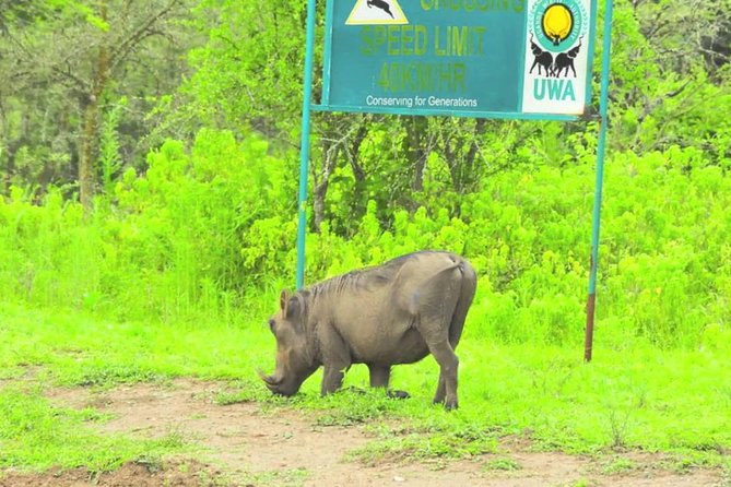 2 Days Popular Safari to Lake Mburo National Park - Meeting and Pickup Information