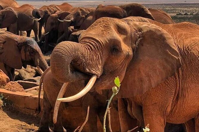2 Days Safari Tsavo East - Accessibility and Participation