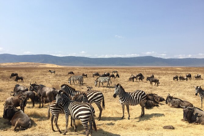 2 Days Tanzania Midrange Group Join Safari - Accessibility Features