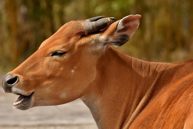 2 Days Tarangire & Ngorongoro Budget Mid-range Camping Safari Tour Tanzania - Dietary Accommodations and Requests