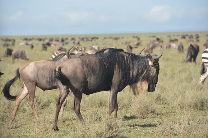 2 Days Tour From Zanzibar to Nyerere National Park (Selous GR) - Health and Accessibility