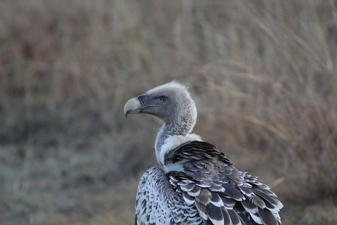 2 Days Wildlife Game Drives Through Tarangire and Ngorongoro Crater - Glimpsing the Big Five