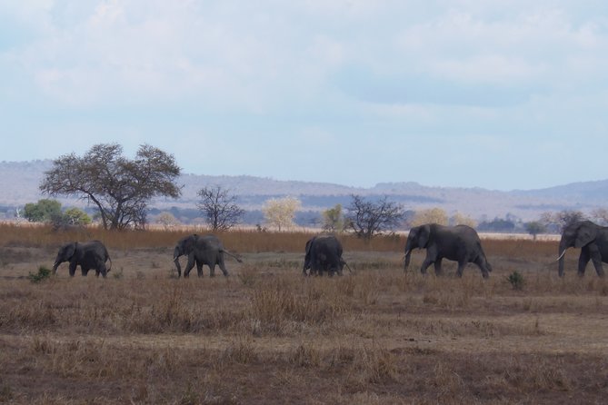 2 Days Wildlife Safari in Mikumi National Park - Meeting and Pickup Arrangements