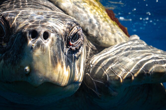 2 Dives in the Cabo Marine Park - Pricing and Cancellation Policy