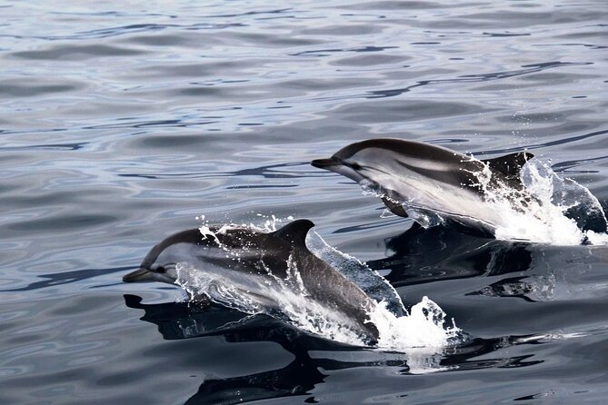 2-Hour Dolphin Watching Experience in Fuerteventura - Customer Experiences and Reviews