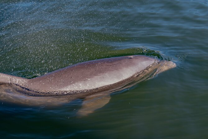 2-Hour Pedal Kayak Tour in Canaveral National Shore - Tips for Your Tour
