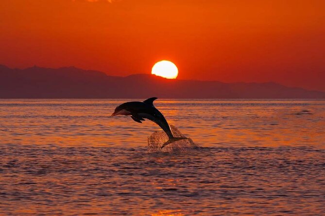 2 Hour Sunset Dolphin Watching Shared Tour Review - Authenticity Verification