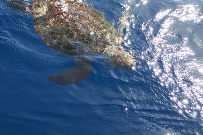 2 Hour Trip to See Whales Dolphins Puerto Colon Adeje - Overall Tour Ratings and Reviews