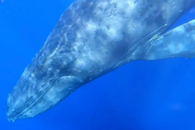 2 Hours 30 Minutes Whale Watch And/Or Scenic Tour - Meeting Information