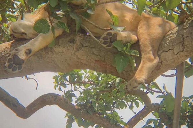 25 Day Uganda Rwanda Kenya and Tanzania Safari Zanzibar Inclusive - Accessibility Features