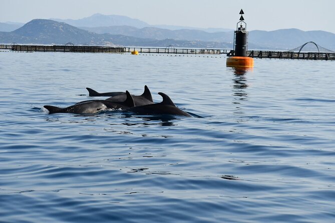 3 and a Half Hours Snorkeling and Dolphin Watching in Figarolo - Tour Highlights in Photographs