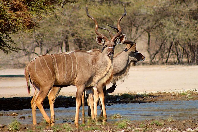 3 Day Central Kalahari Game Reserve Safari Tour - Traveler Information
