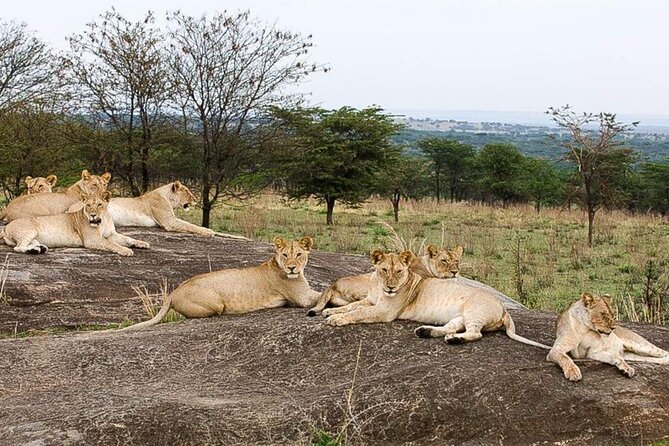 3 Day Classic, Guided Serengeti Safari - Tips for Your Safari Adventure