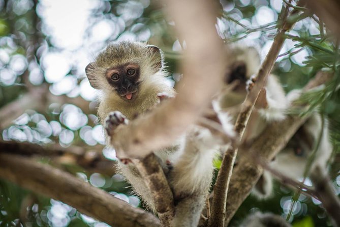 3 Day Classic Kruger National Park Safari - Traveler Reviews and Feedback