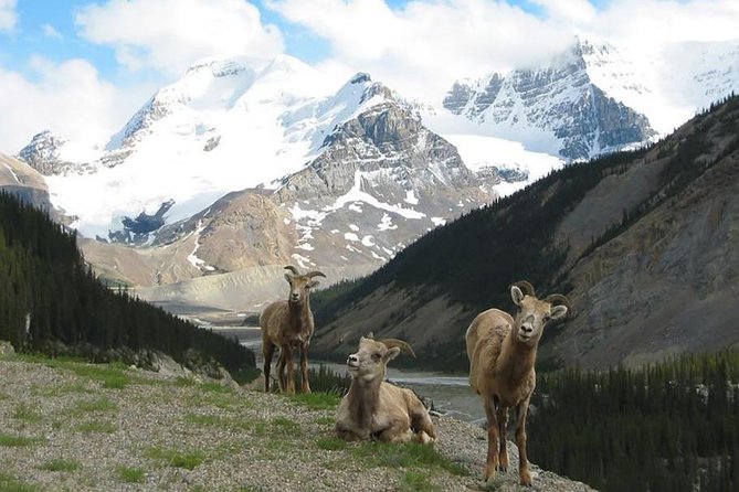 3-Day Glacial Tour Package, Columbia Icefield, Jasper, Lakelouise - Logistics and Drop-off