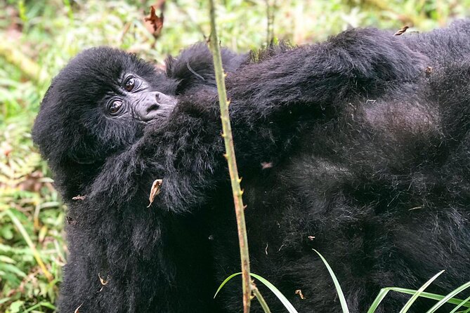 3 Day Gorilla Trekking Luxury Safari in Uganda - Dining Offerings