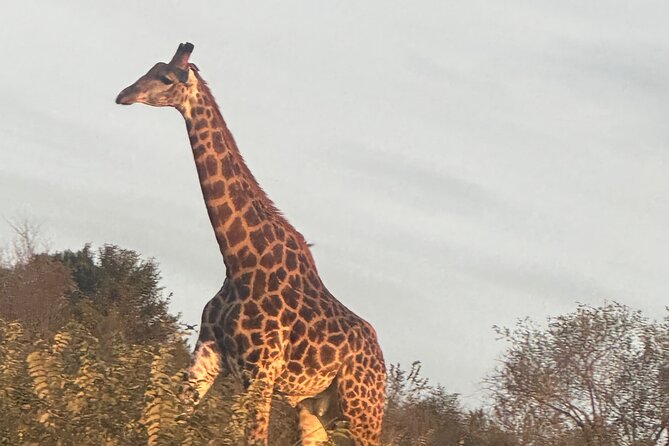 3 Day Kruger National Park End With Panaroma - Highlights of the Itinerary