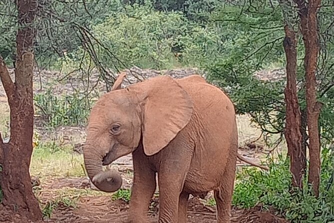 3-Day Maasai Mara Safari Tour in a 4 X4 Land Cruiser Jeep - Inclusions and Exclusions