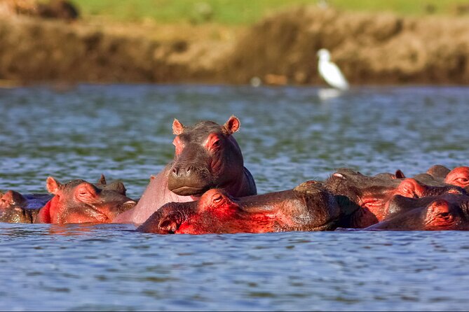 3 Day Private Safari to Murchison Falls National Park With Big Five Experience - Meeting and Pickup