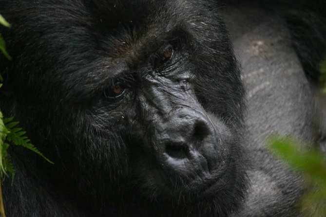 3-Day Rwanda Gorilla Safari - Frequently Asked Questions