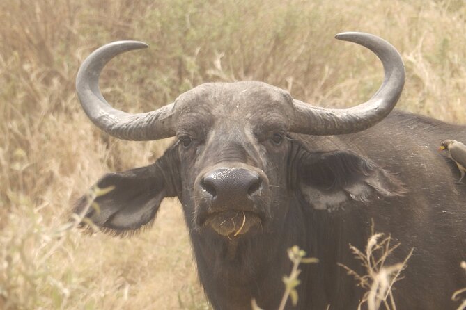 3 Day Safari From Arusha: Serengeti and Ngorongoro - Travel Tips and Considerations