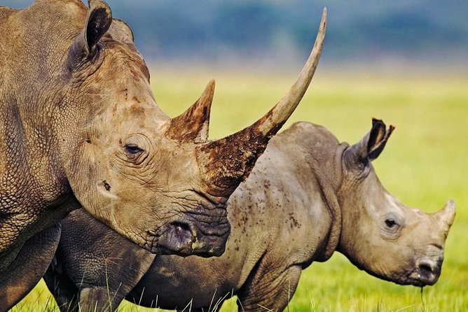 3-Day Safari Tour to Tarangire National Park, Lake Manyara National Park and Ngorongoro Crater From Arusha - Guide and Safety