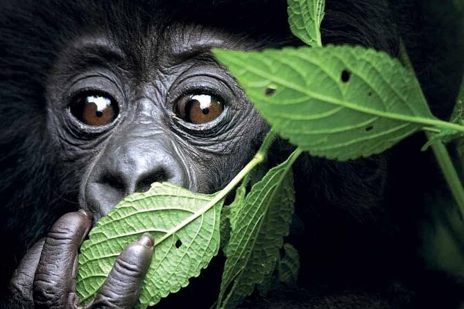 3-Day Uganda Gorilla Trekking Safari - Itinerary Day 2 and 3