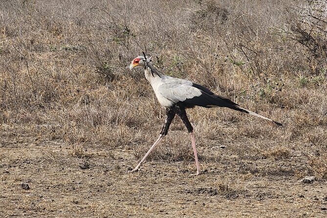 3 Days - 2 Nights Maasai Mara From Nairobi - Customer Reviews and Ratings