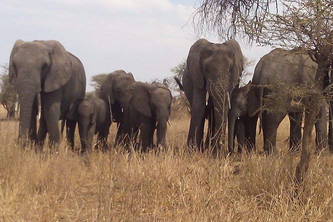 3 Days 2 Nights Ngorongoro, Manyara & Tarangire National Park Camping - Camping Experiences