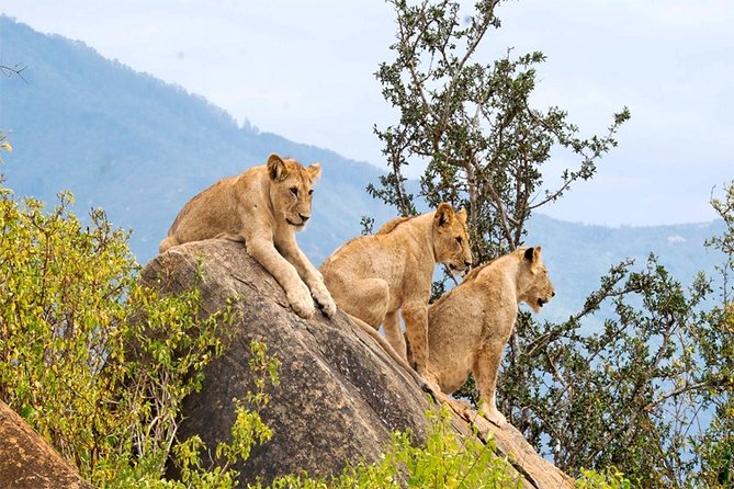 3 Days, 2 Nights Safari - Amboseli National Park and Tsavo West Adventure Safari - Maasai Village Visit