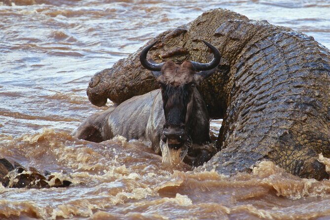 3 Days & 2 Nights Safari - Maasai Mara From Kisumu/Nairobi - Cancellation Policy