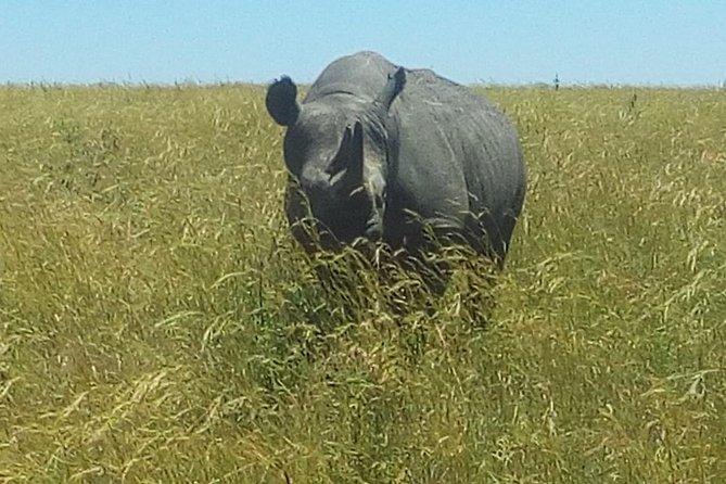 3 Days Adventurous Maasai Mara Budget Group Safari - Transportation Information