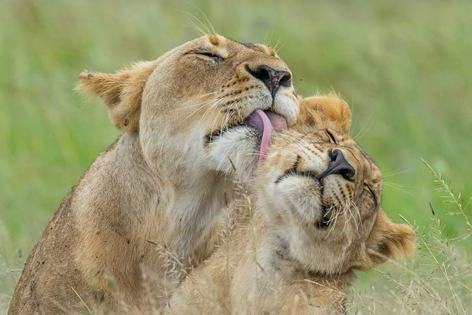 3 Days Amboseli National Park-Lodge Safari With Private 4x4 JEEP - Meals Included