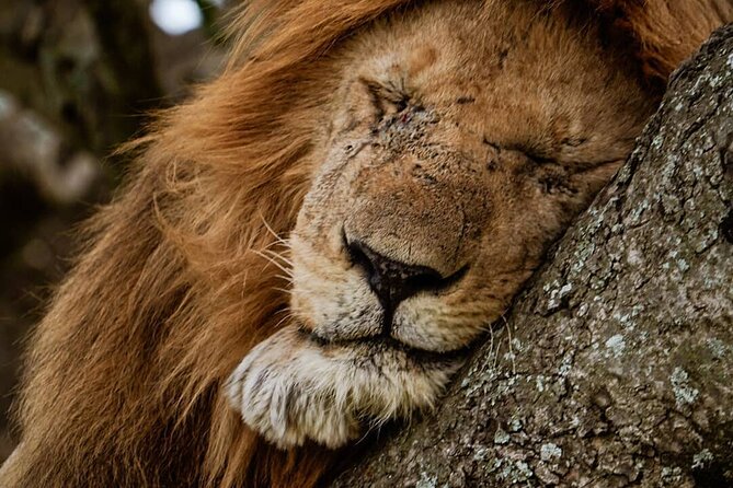 3 Days Big 5 Tour and Culture in Tanzania - Health and Accessibility Considerations