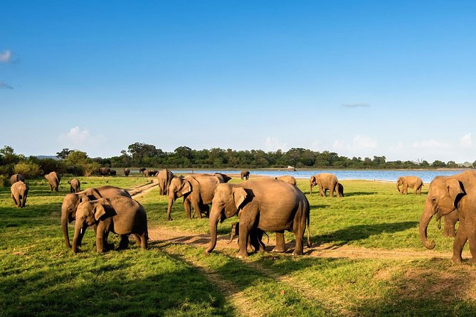 3 Days Glimpse Of Sri Lanka - Activities and Attractions