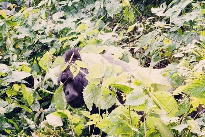 3 Days Gorilla Trekking Safari - Encountering the Gorillas