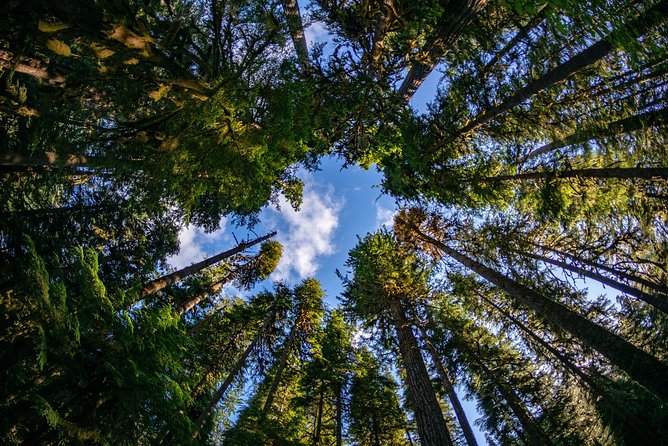3 Days in Olympic National Park From Seattle: Silent Forest - Hoh Rainforest - Witnessing Hurricane Ridge