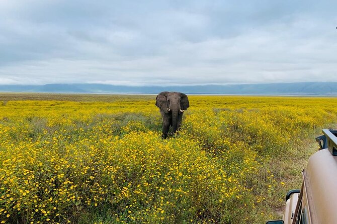 3 Days Lake Manyara, Tarangire, Ngorongoro Crater Group (Camping) - Meals Included